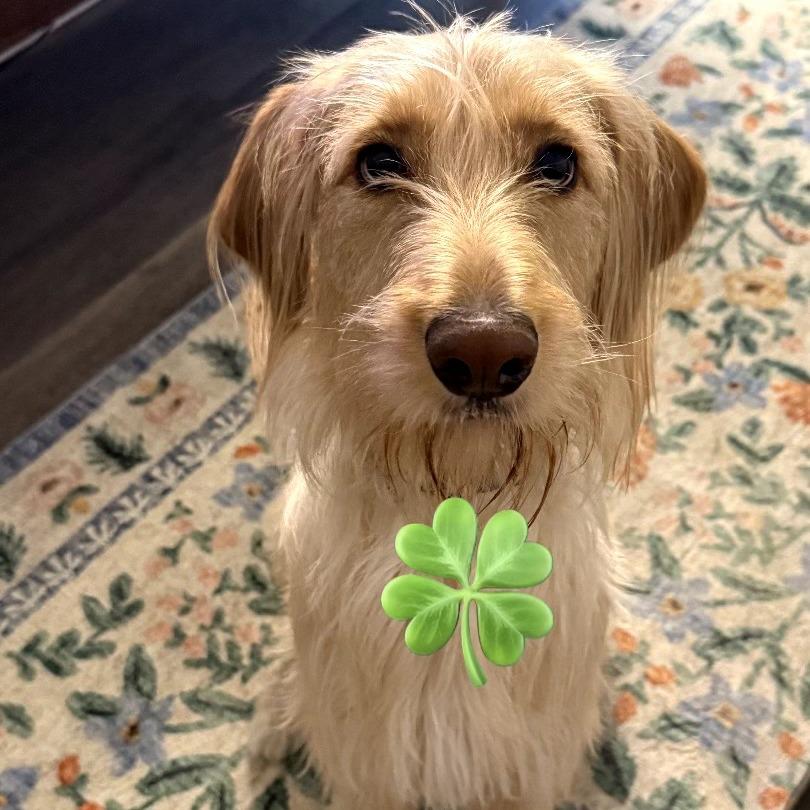 Cleo, Adoptable, Adult Female Irish Setter & Poodle.