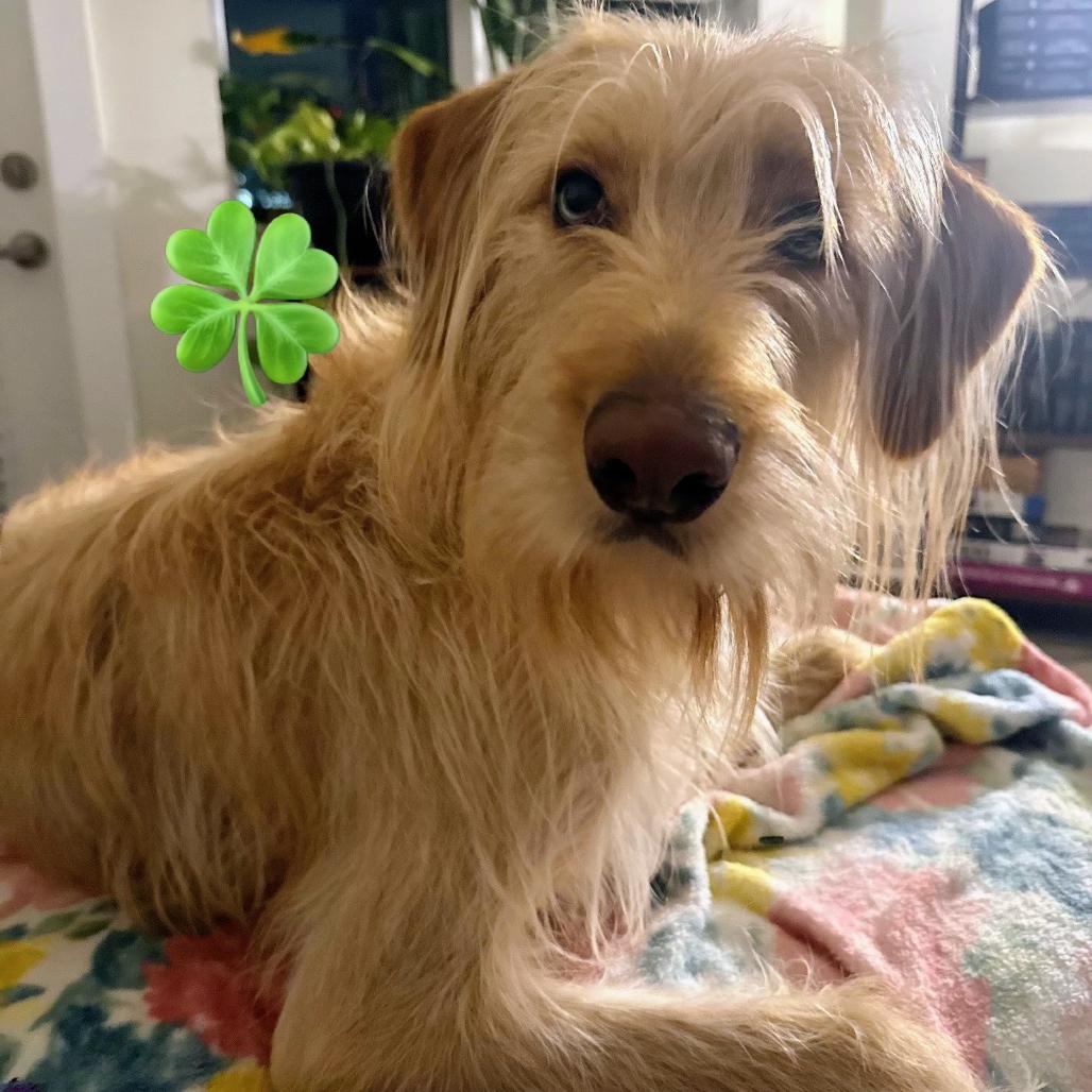 Enlarge Cleo, a Adoptable mixed breed in Summerfield, NC image 2/2