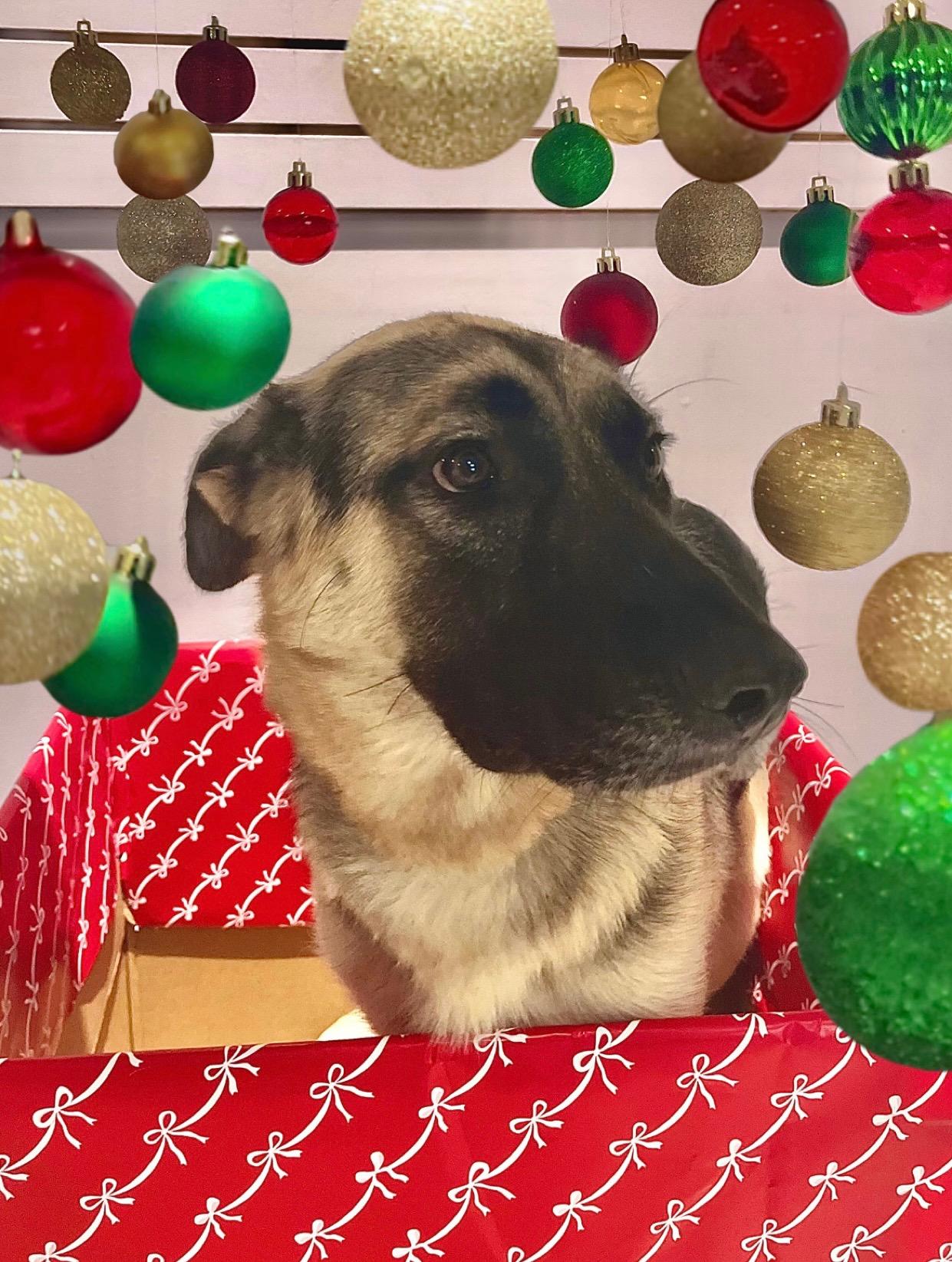 Bear, a Adoptable mixed breed in Houston, TX image 1/4