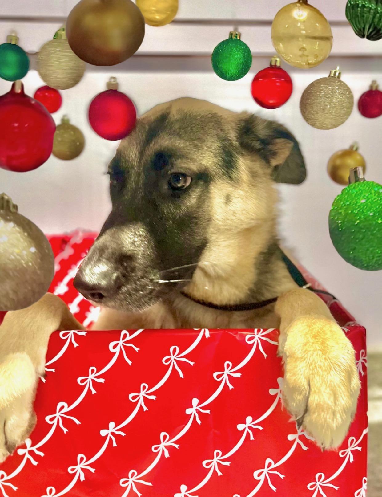 Bear, a Adoptable mixed breed in Houston, TX image 2/4