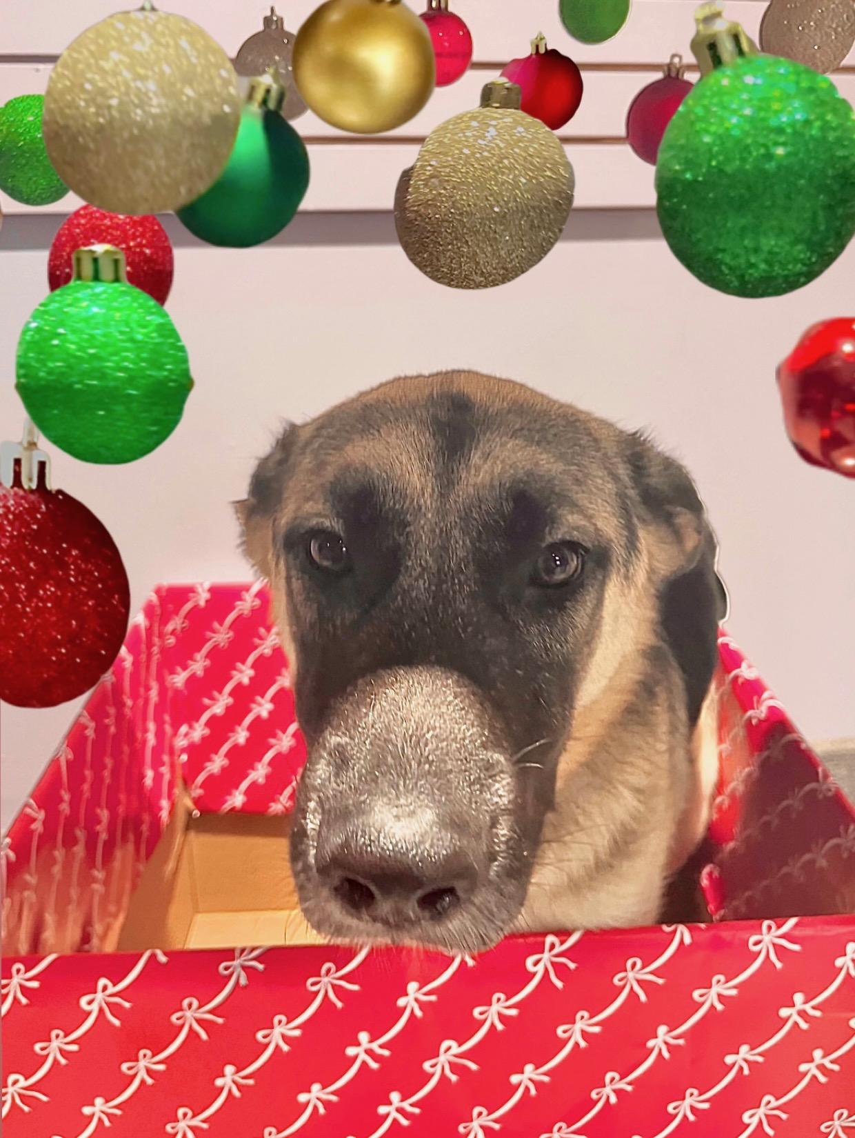 Bear, a Adoptable mixed breed in Houston, TX image 3/4