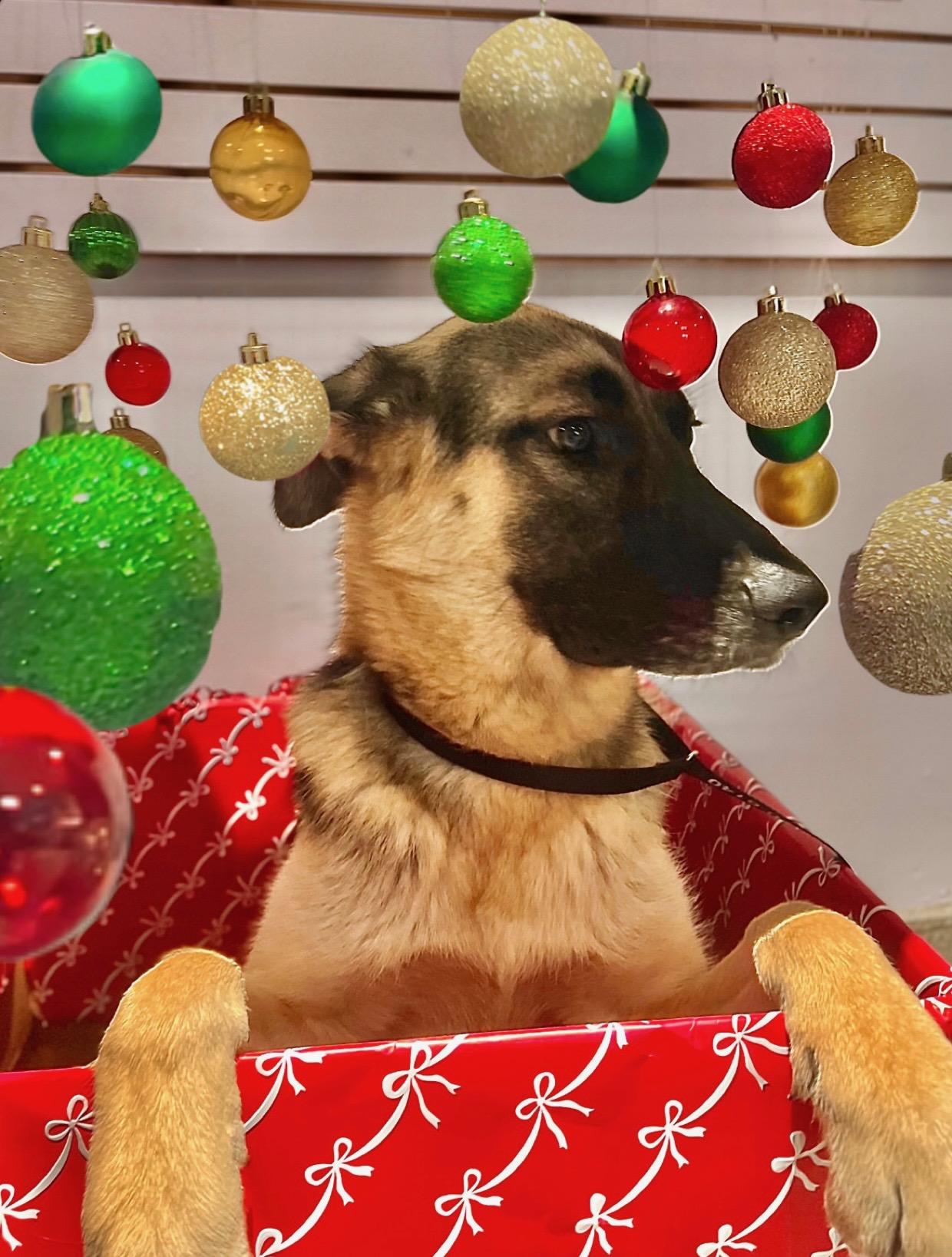 Bear, a Adoptable mixed breed in Houston, TX image 4/4