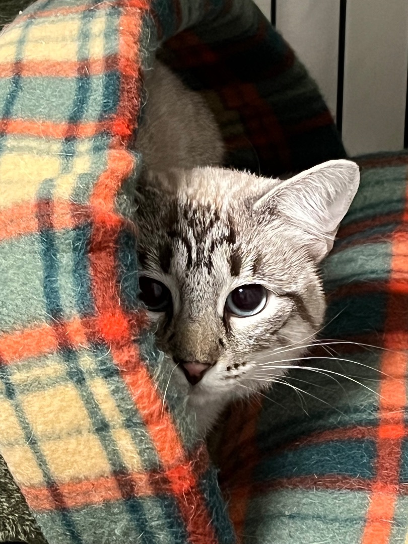Barn Cats, a Adoptable Domestic Short Hair in Griffith, IN image 2/4