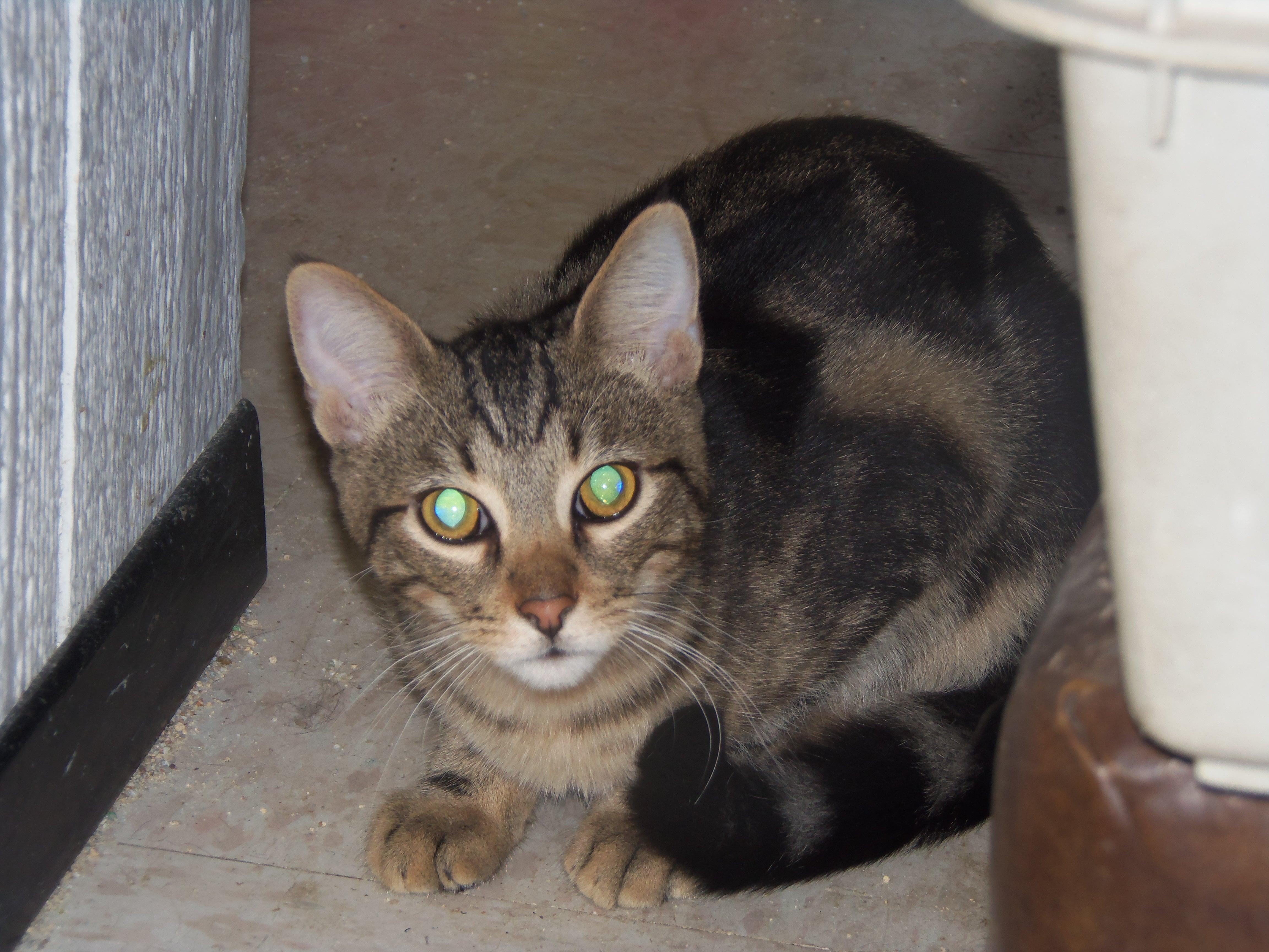 Barn Cats, Young Male unknown
