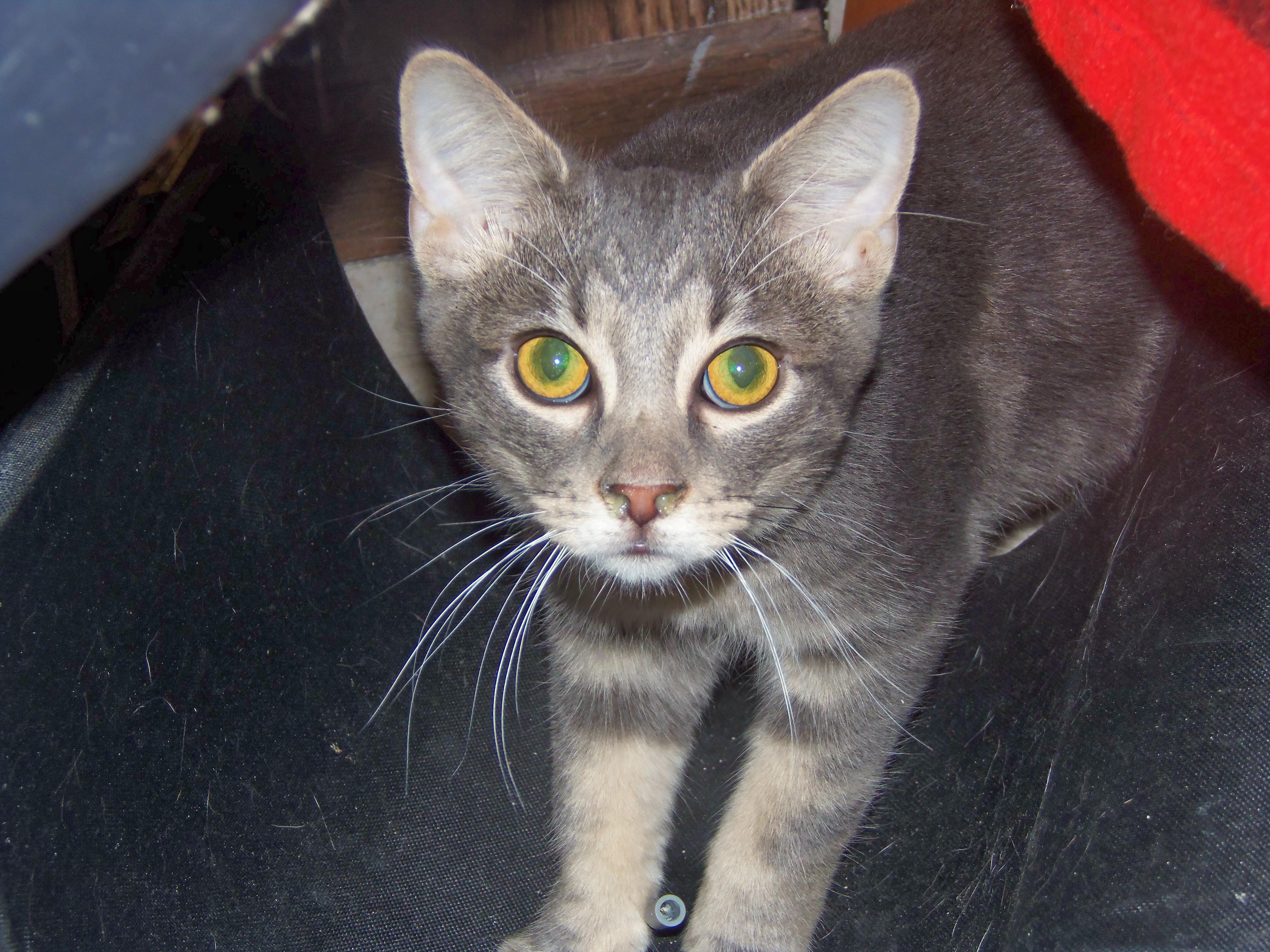 Barn Cats, a Adoptable Domestic Short Hair in Griffith, IN image 3/4