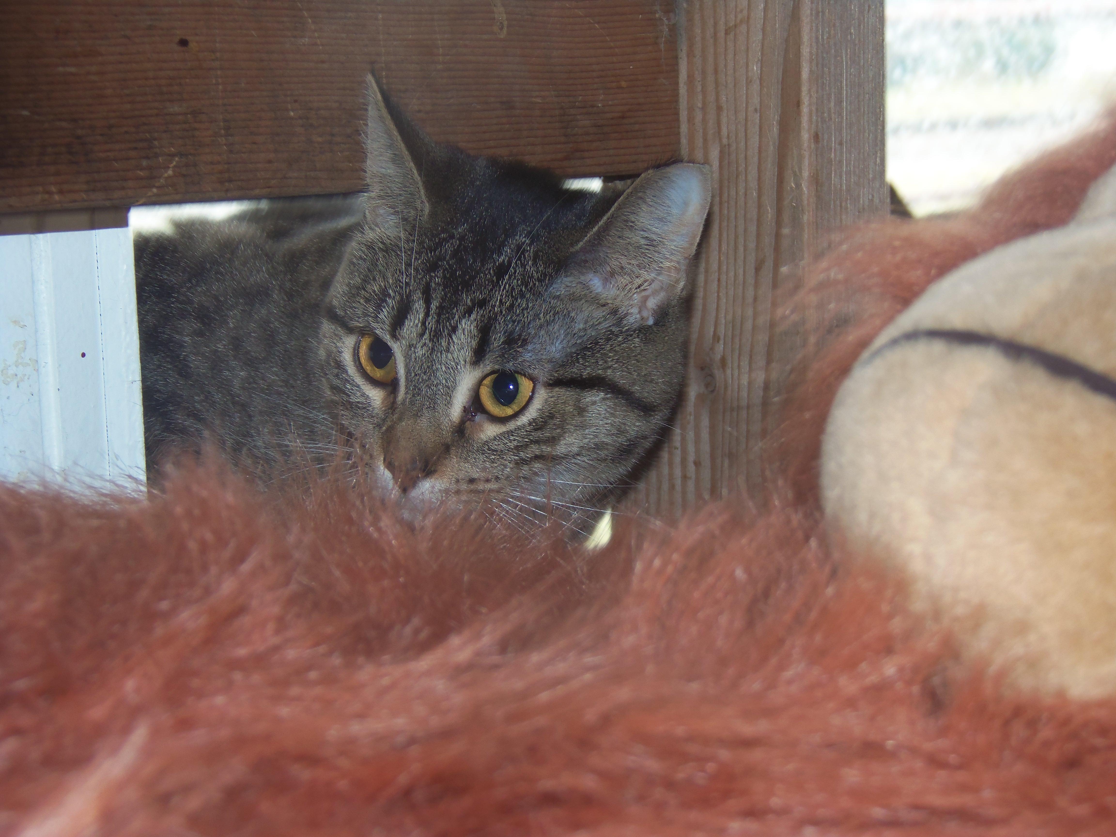 Barn Cats, a Adoptable Domestic Short Hair in Griffith, IN image 4/4