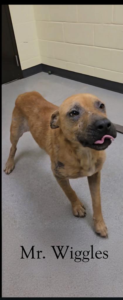 Enlarge Mr .Wiggles, a Adoptable mixed breed in Guntersville, AL image 1/2
