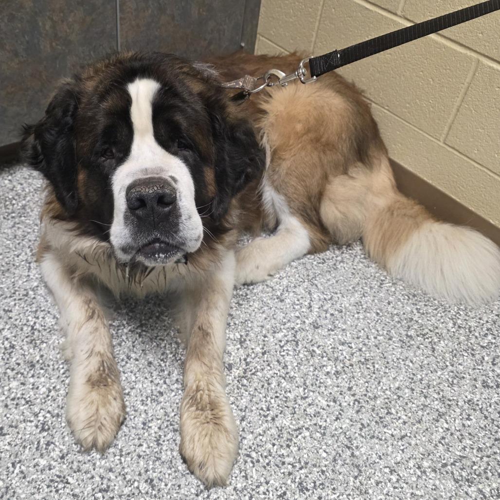 Enlarge Money, a Adoptable Saint Bernard in Cheyenne, WY image 1/4