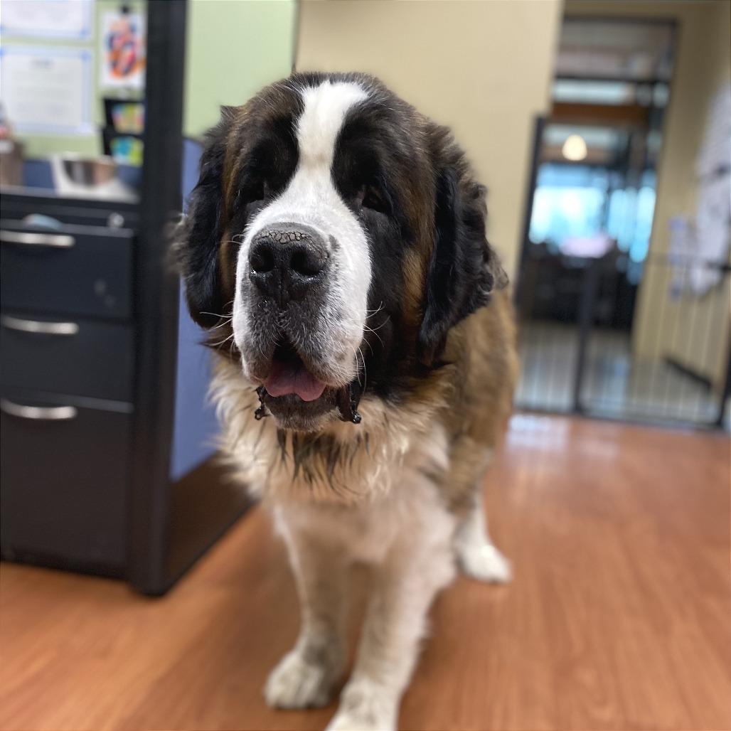Enlarge Money, a Adoptable Saint Bernard in Cheyenne, WY image 2/4