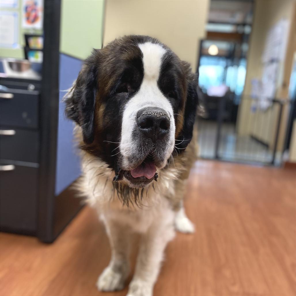 Enlarge Money, a Adoptable Saint Bernard in Cheyenne, WY image 3/4