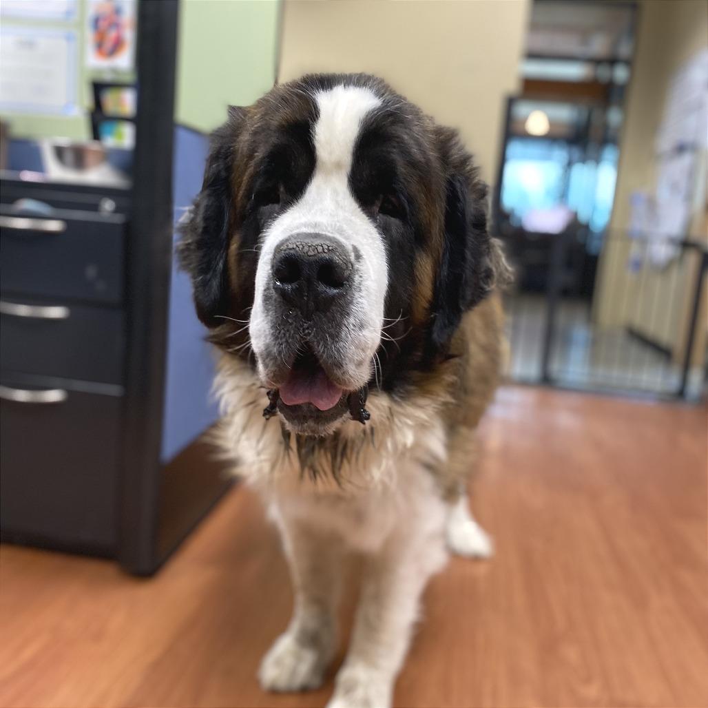 Enlarge Money, a Adoptable Saint Bernard in Cheyenne, WY image 4/4