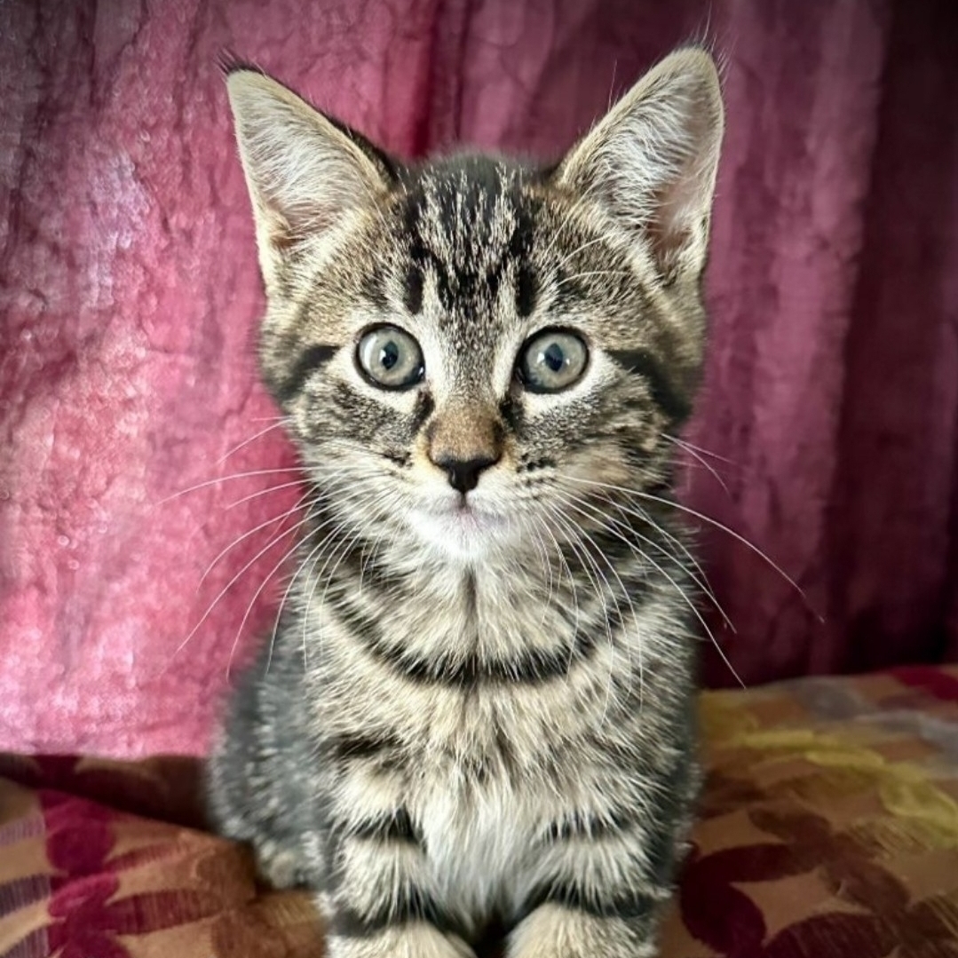 Shilo, a Adopted Domestic Short Hair image 1/2