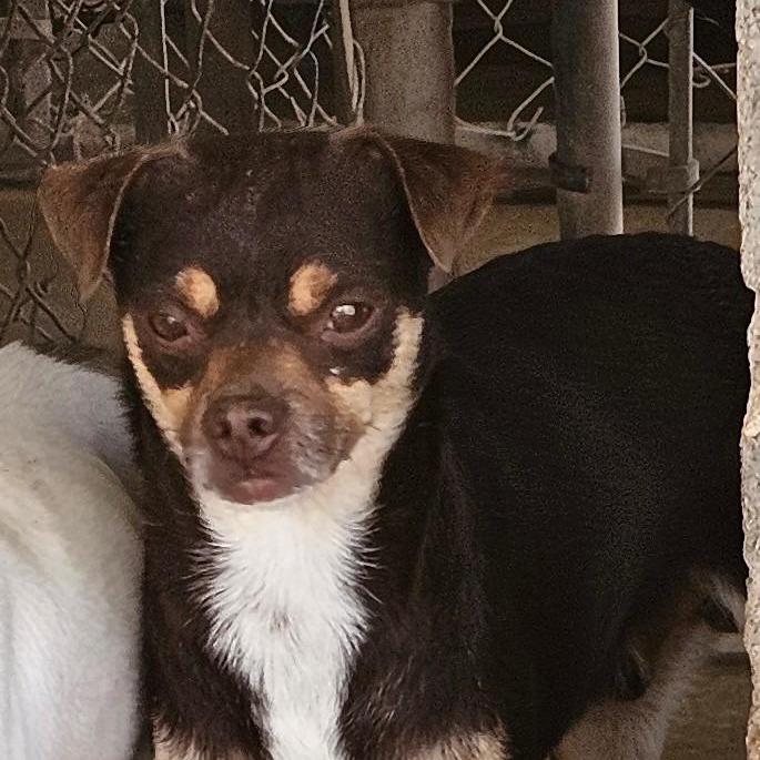 Enlarge Dexter, a Adoptable Chihuahua in Midland, TX image 1/1