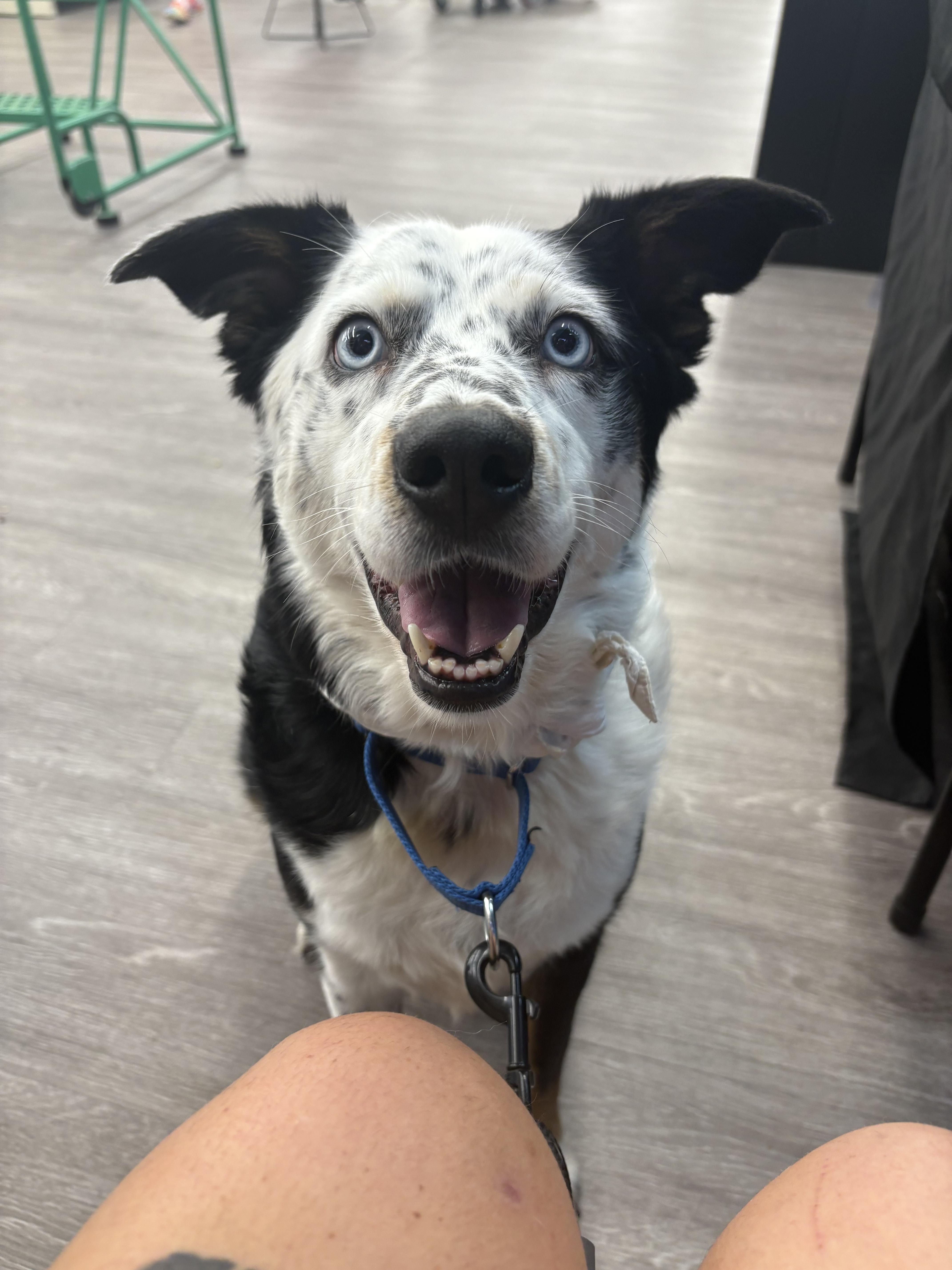 Enlarge Franny, a Adoptable Australian Shepherd in Oak Ridge, TN image 1/6