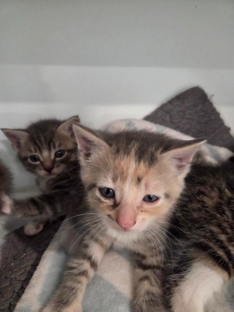 Rita, Adoptable, Kitten Female Domestic Short Hair.