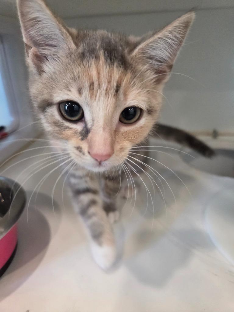 Enlarge Rita, a Adoptable mixed breed in Lunenburg, VT image 2/2