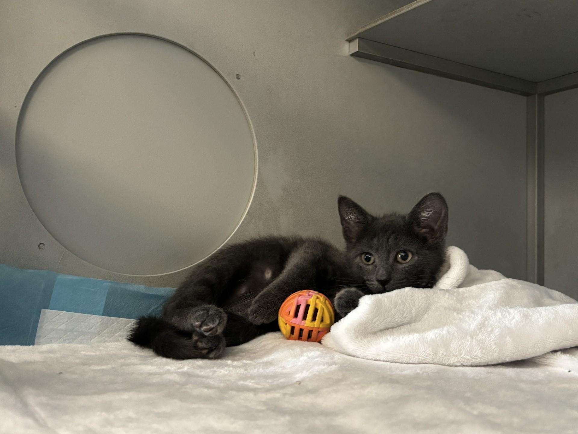 Bobby, ADOPTABLE, Kitten Male Domestic Short Hair.