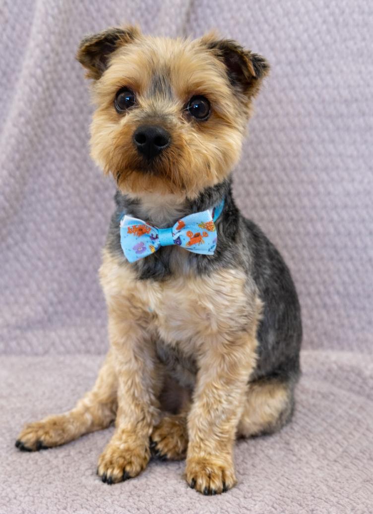 Enlarge Miles, an adopted Yorkshire Terrier in Lodi, CA image 4/5
