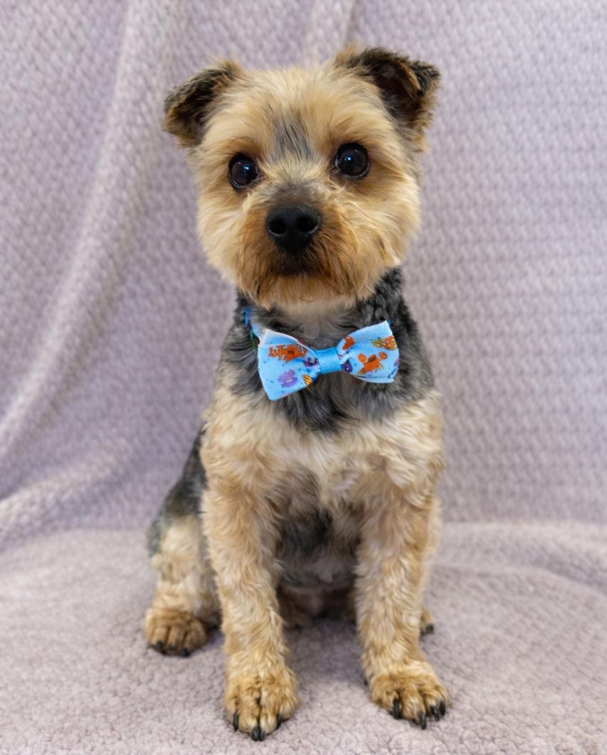 Enlarge Miles, an adopted Yorkshire Terrier in Lodi, CA image 5/5
