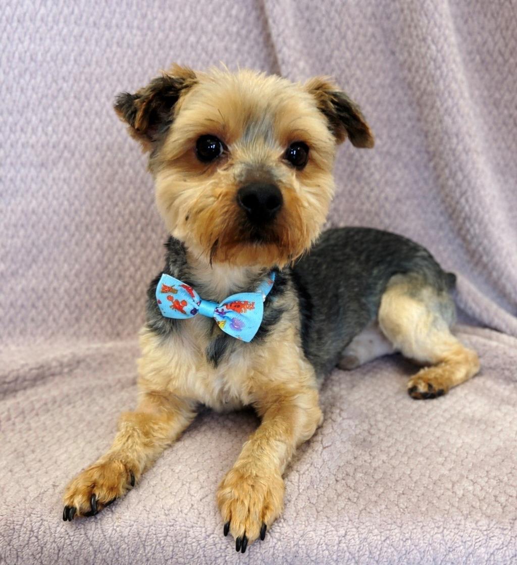 Miles, adopted, Young Male Yorkshire Terrier.