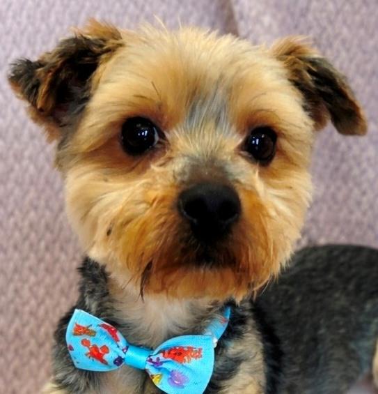 Enlarge Miles, an adopted Yorkshire Terrier in Lodi, CA image 2/5