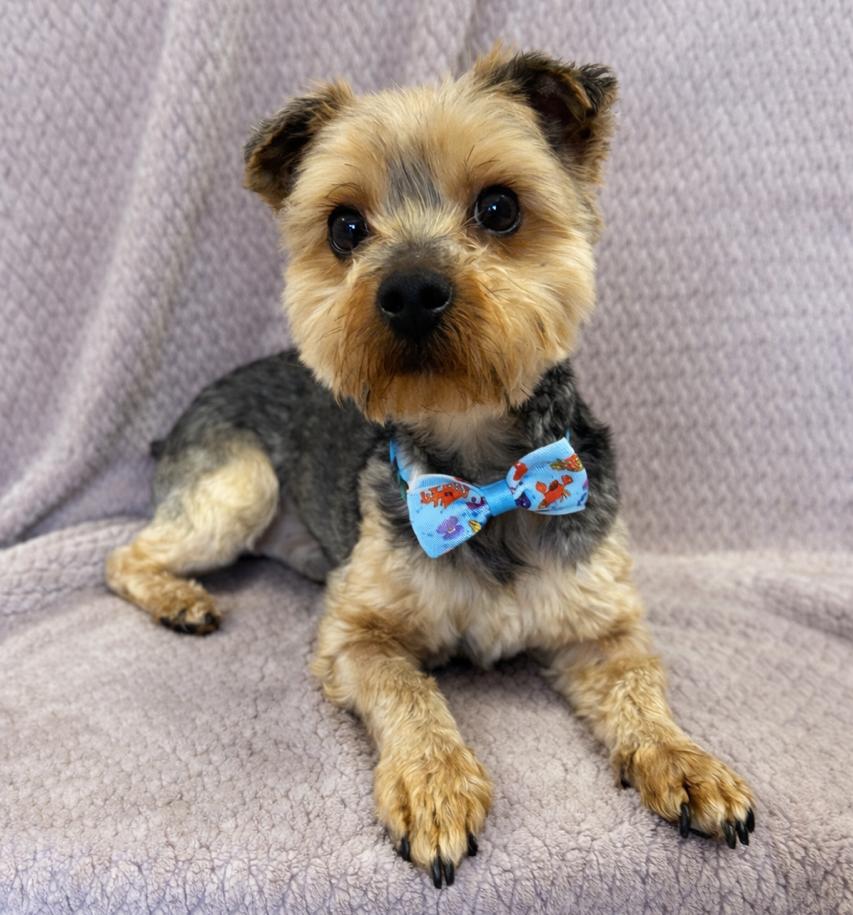 Enlarge Miles, an adopted Yorkshire Terrier in Lodi, CA image 3/5