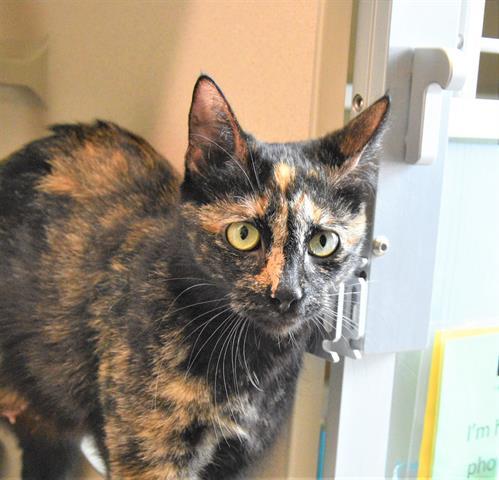STAR BUTTERFLY, Adoptable, Adult Female Domestic Medium Hair.
