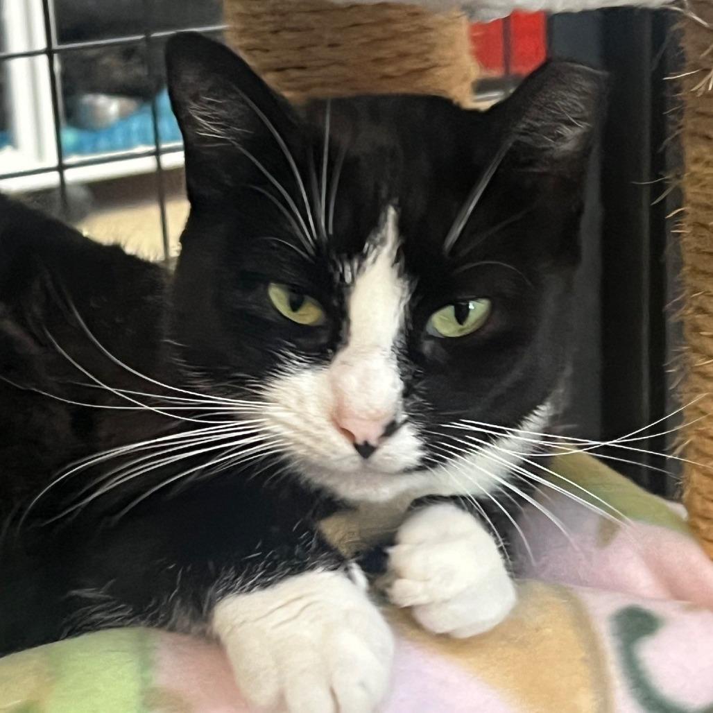 Soha, Adoptable, Young Female Domestic Short Hair.