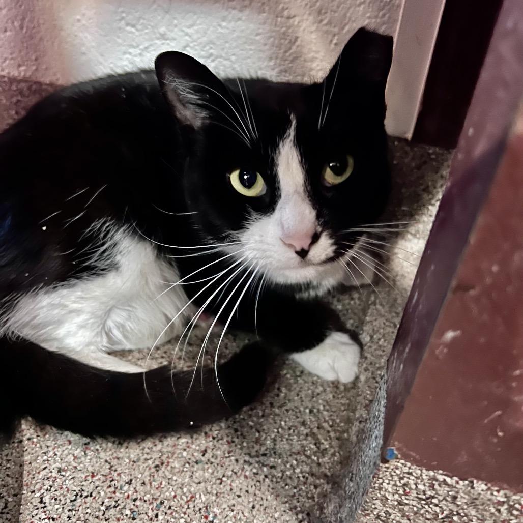 Enlarge Soha, a Adoptable Domestic Short Hair in Sarasota, FL image 2/5