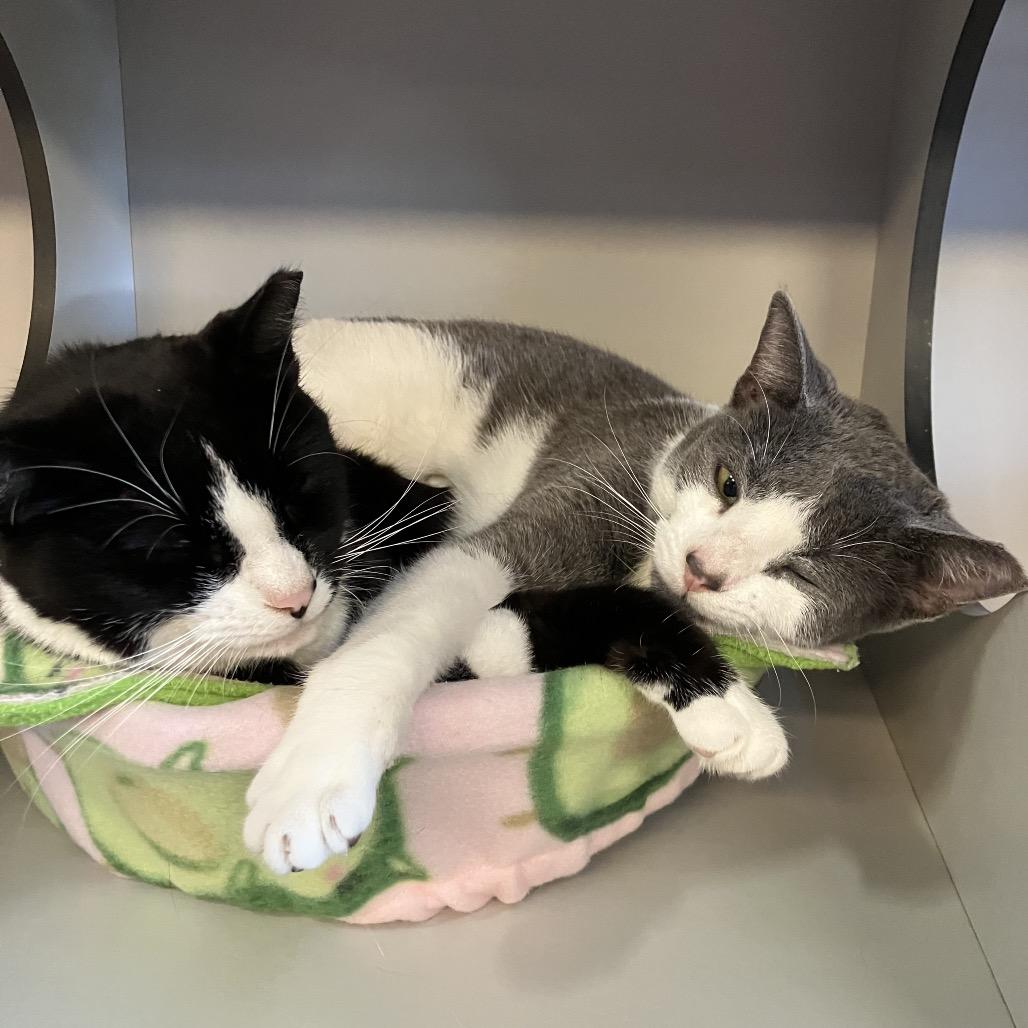 Enlarge Soha, a Adoptable Domestic Short Hair in Sarasota, FL image 3/5