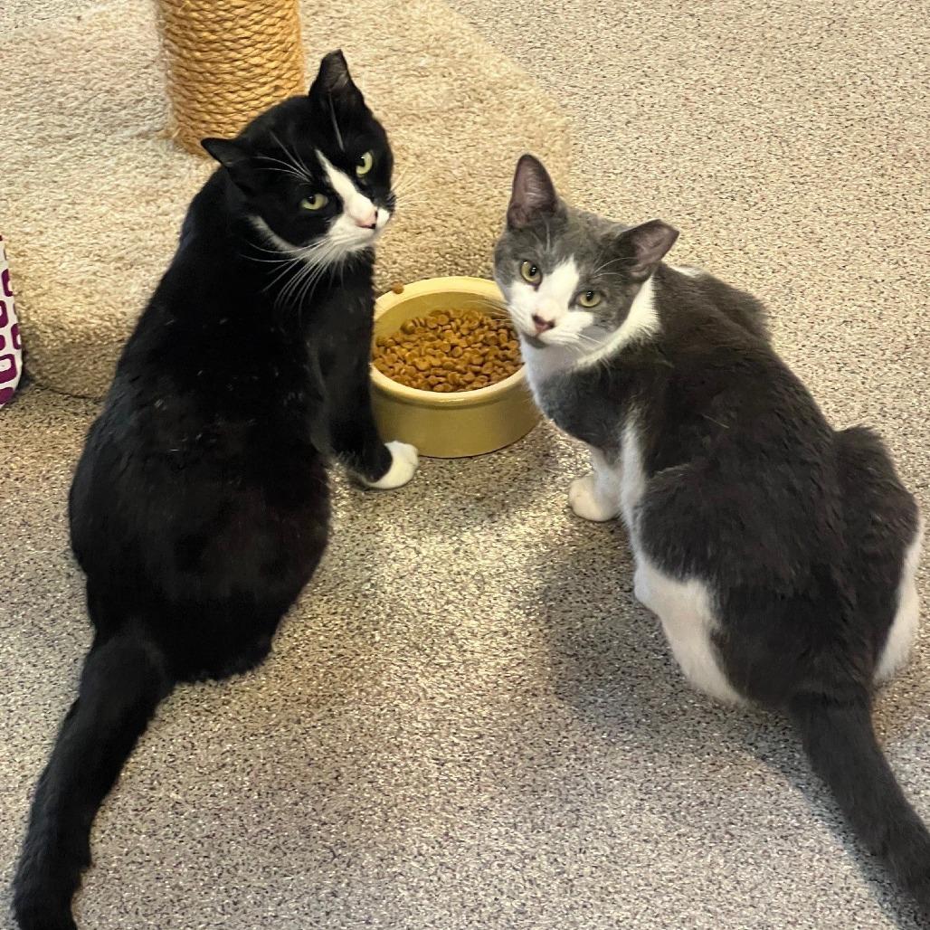 Enlarge Soha, a Adoptable Domestic Short Hair in Sarasota, FL image 4/5