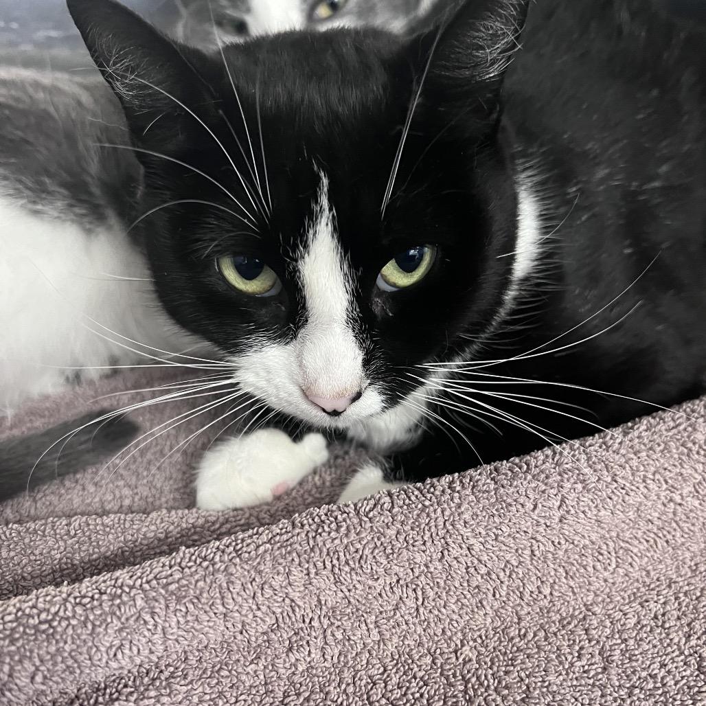 Soha, Adoptable, Young Female Domestic Short Hair.