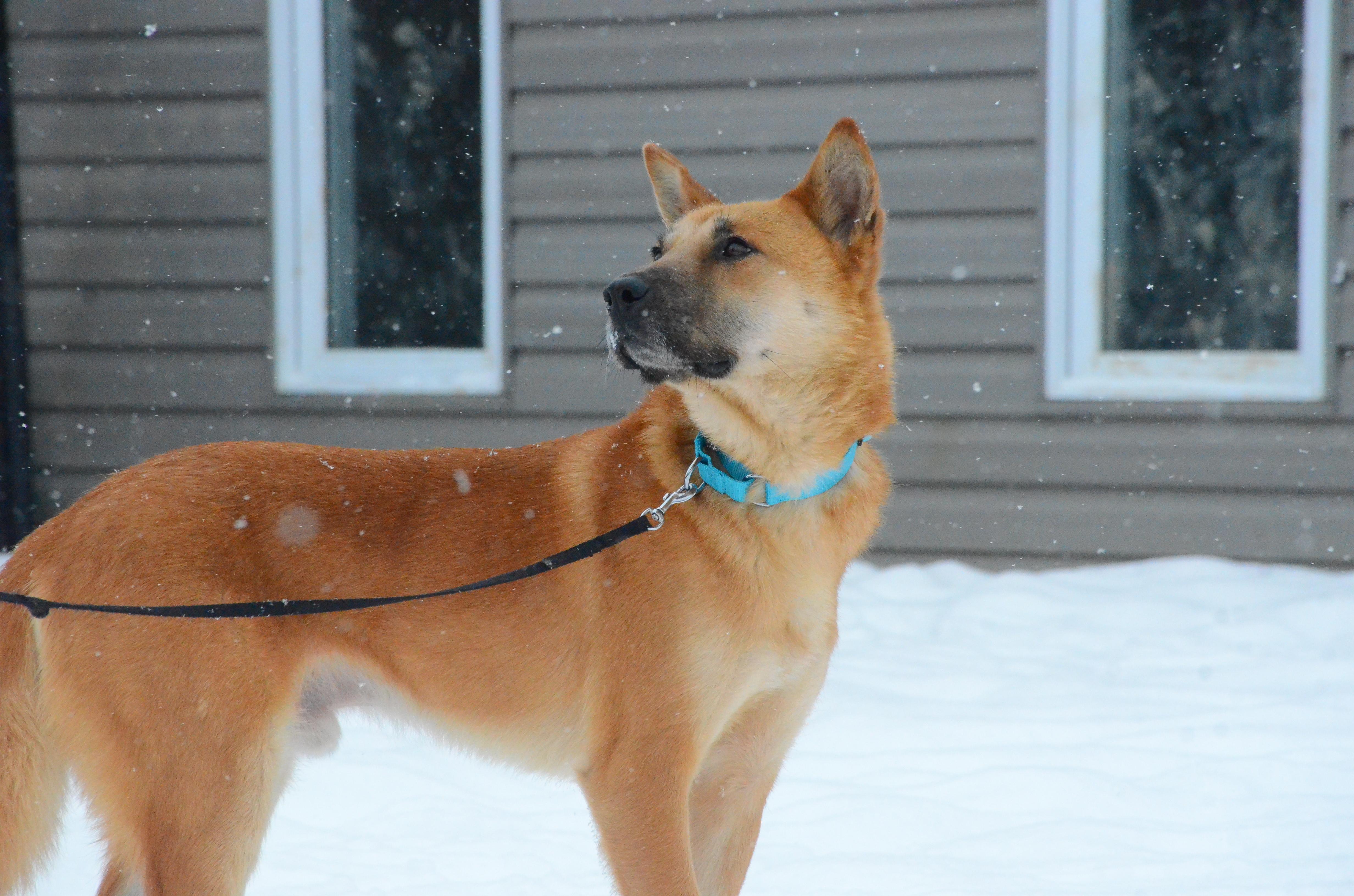 Enlarge Franklin, a ADOPTABLE mixed breed in Montreal, QC image 4/4