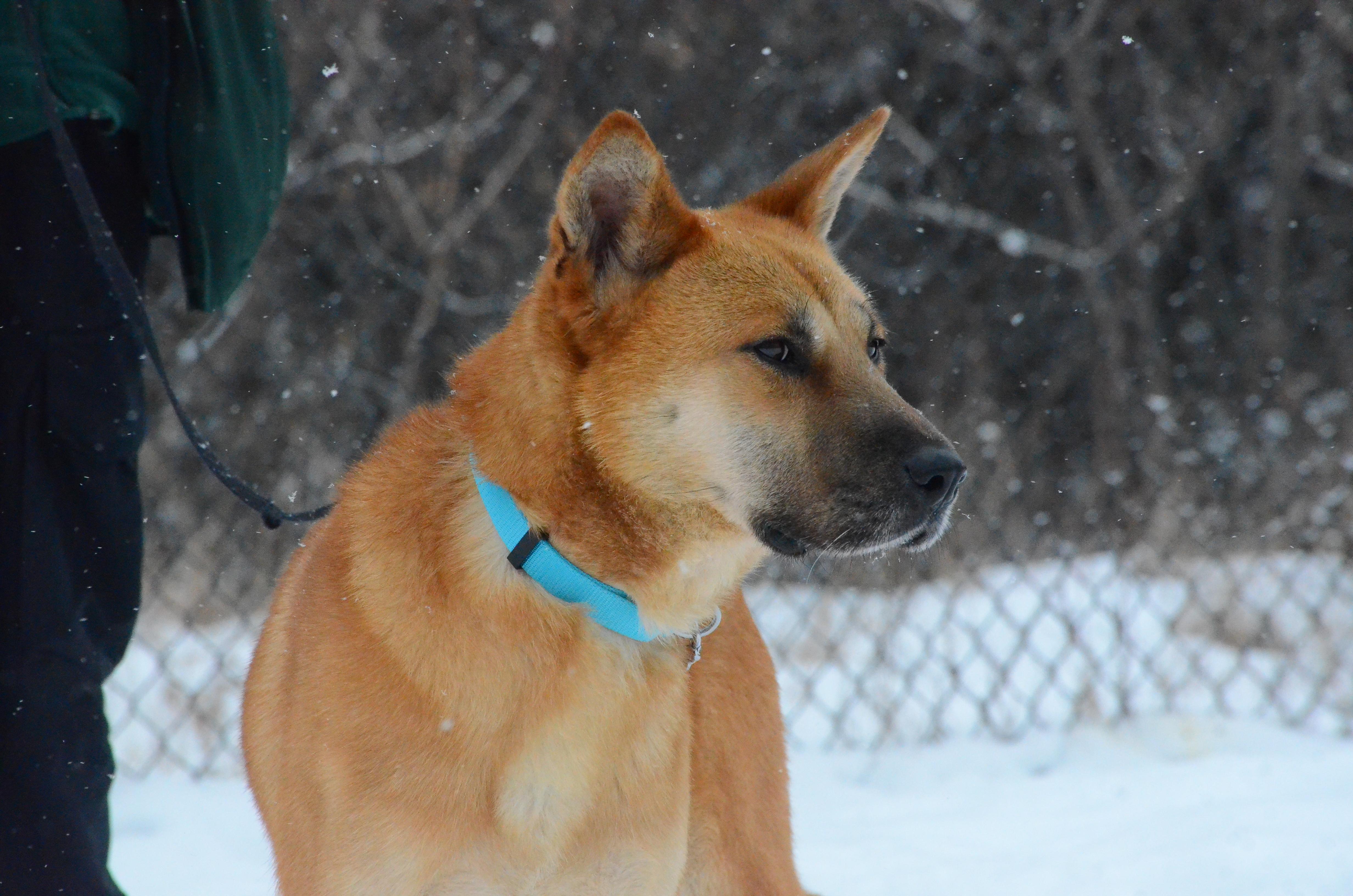 Enlarge Franklin, a ADOPTABLE mixed breed in Montreal, QC image 2/4