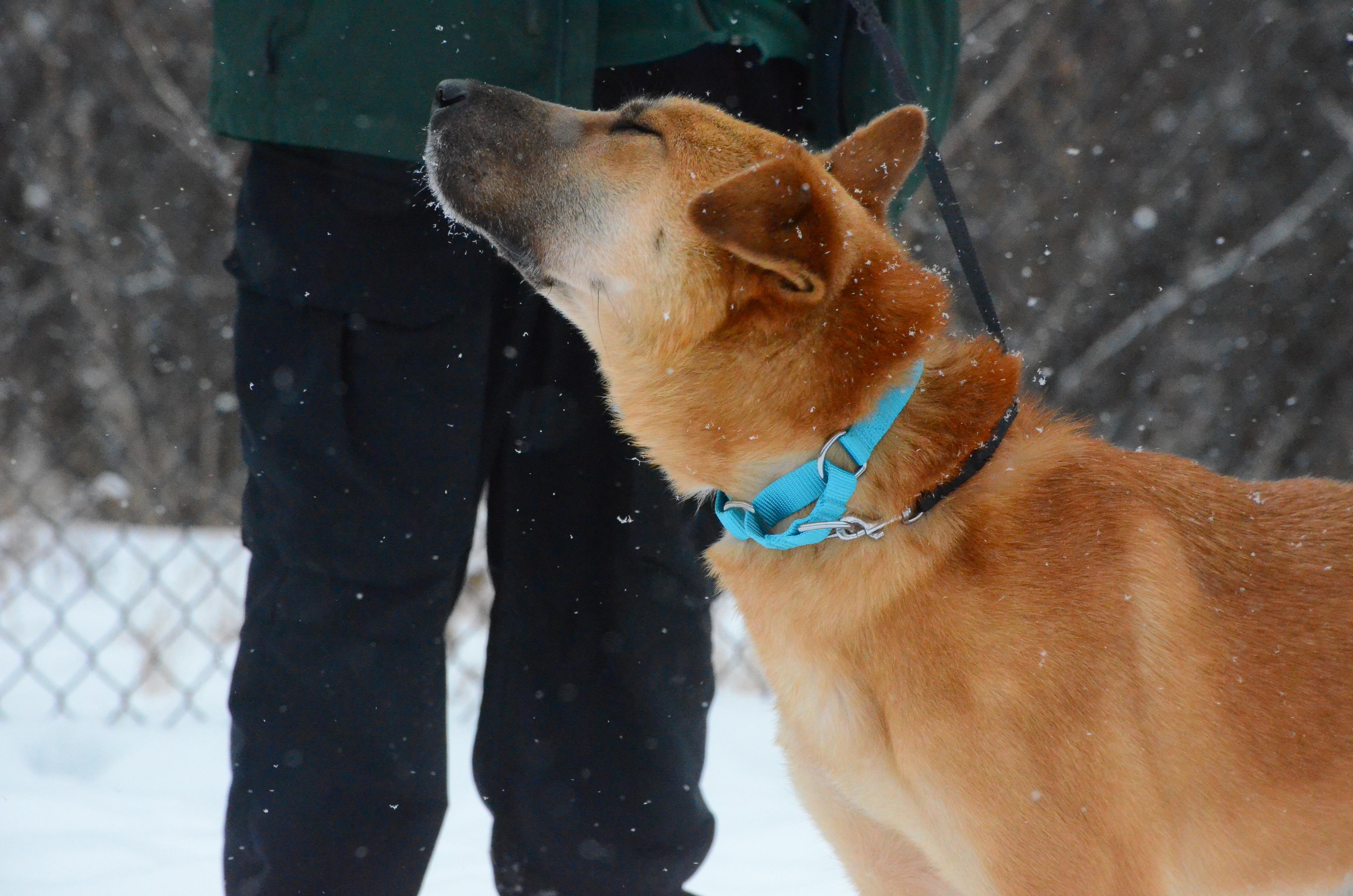 Enlarge Franklin, a ADOPTABLE mixed breed in Montreal, QC image 3/4