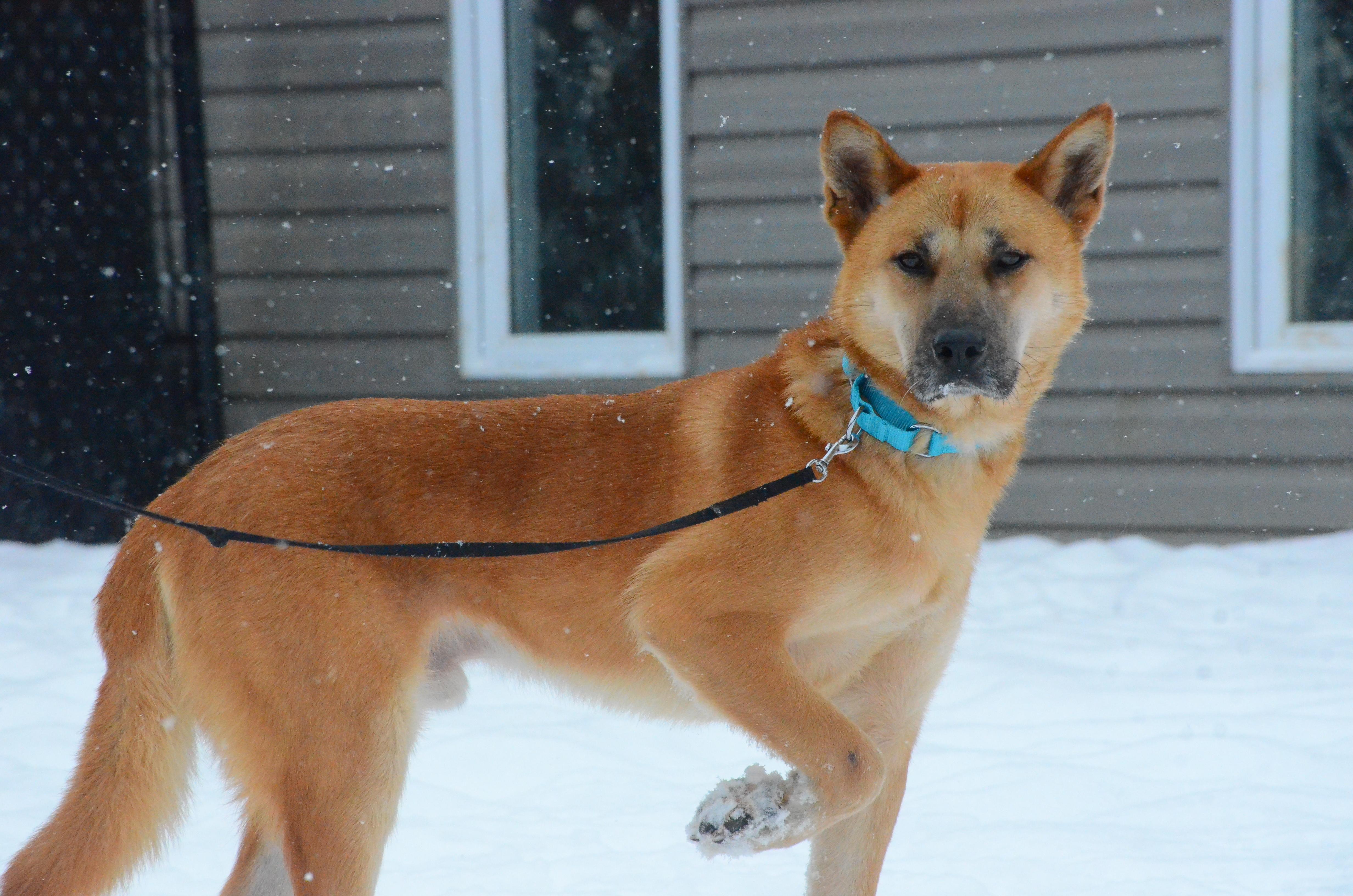 Franklin, ADOPTABLE, Adult Male Jindo.