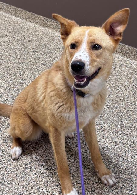 Jolene, a ADOPTABLE Mixed Breed in Hackensack, MN image 2/3