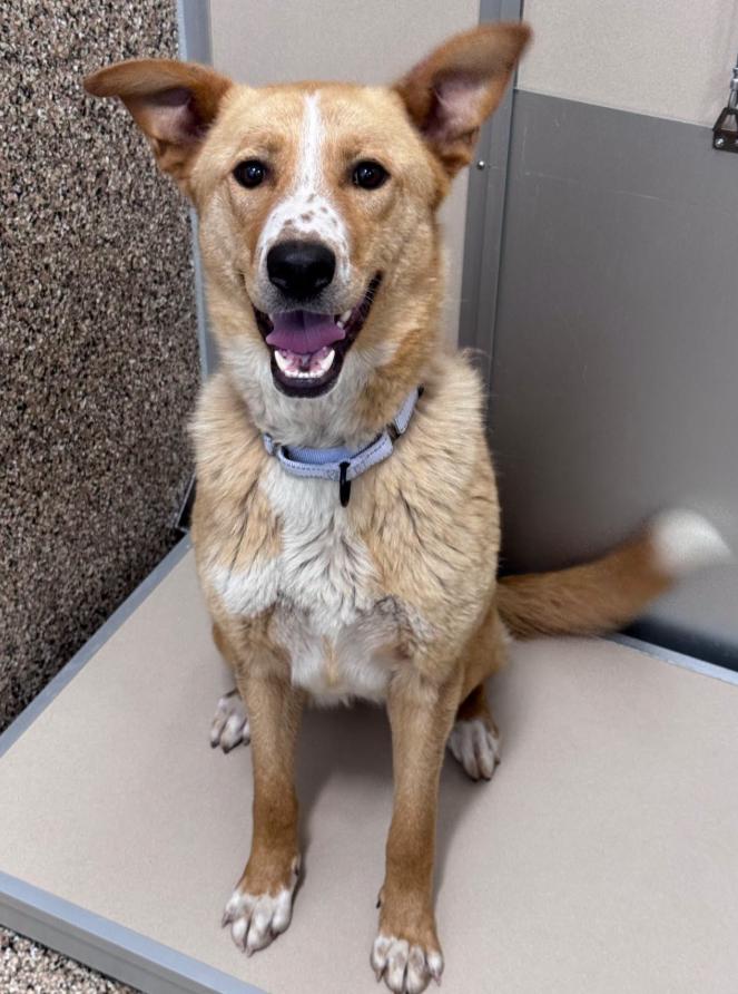 Jolene, ADOPTABLE, Young Female Mixed Breed.