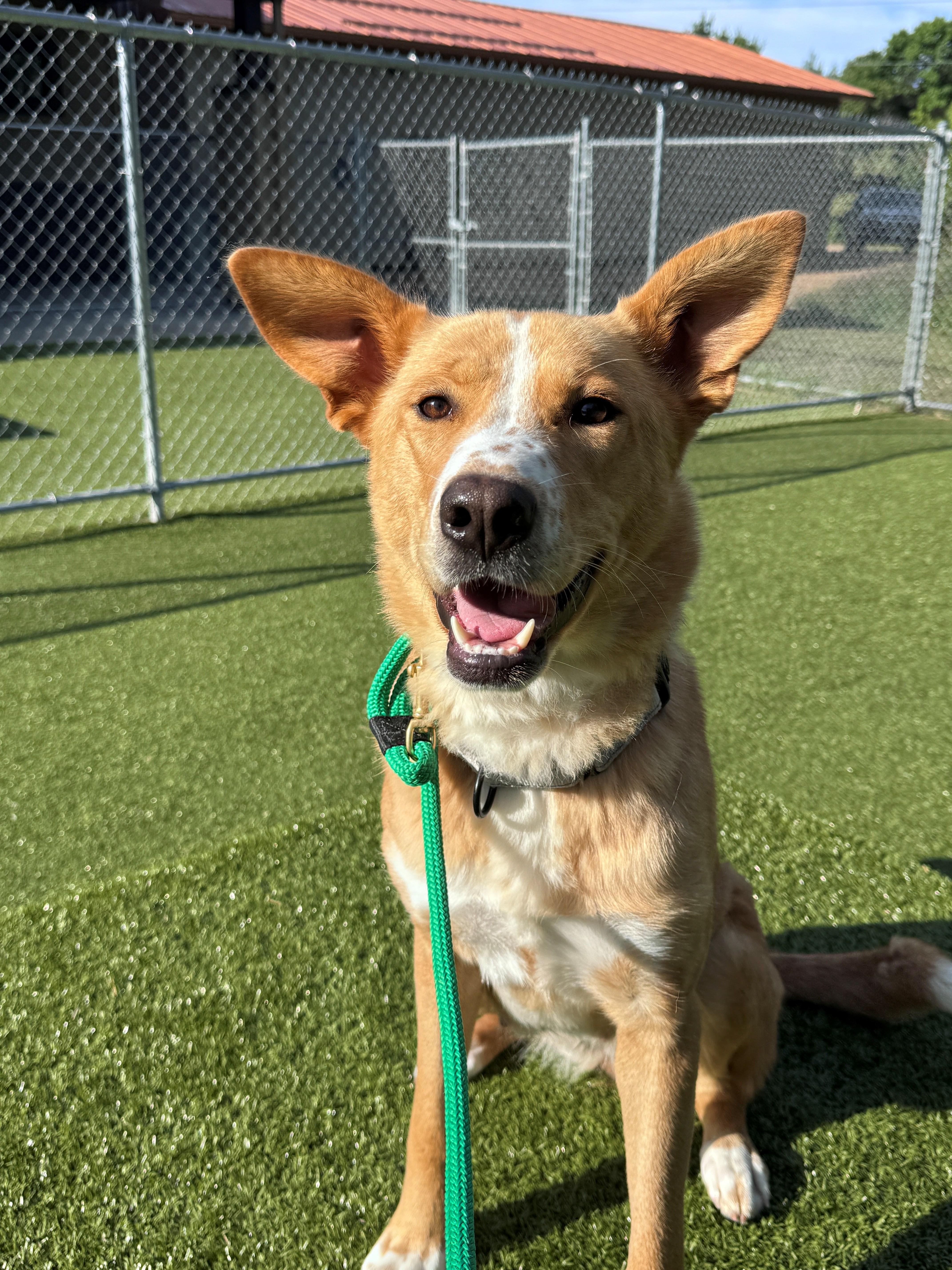 Enlarge Jolene, a ADOPTABLE Mixed Breed in Hackensack, MN image 1/6