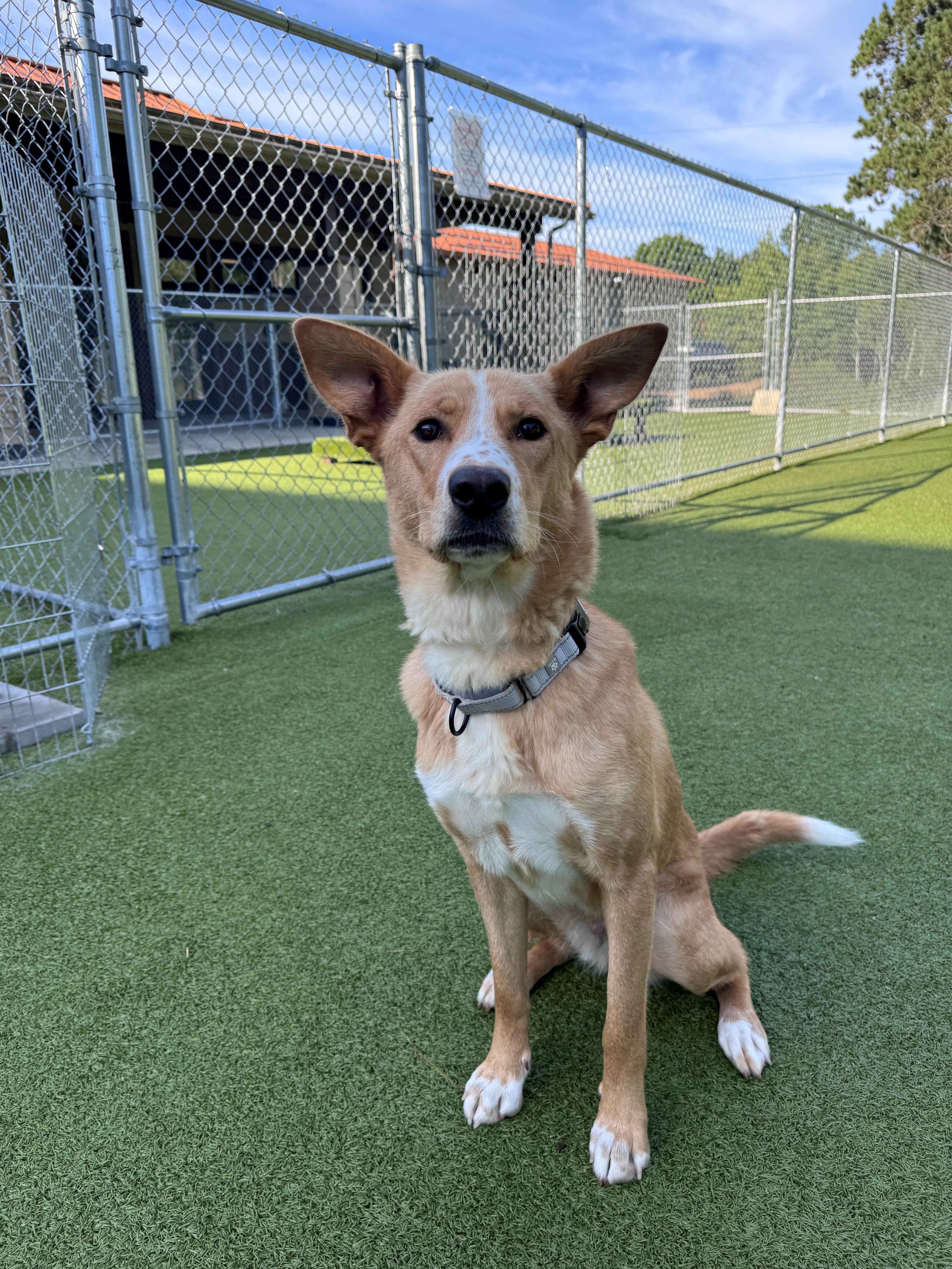 Enlarge Jolene, a ADOPTABLE Mixed Breed in Hackensack, MN image 3/6