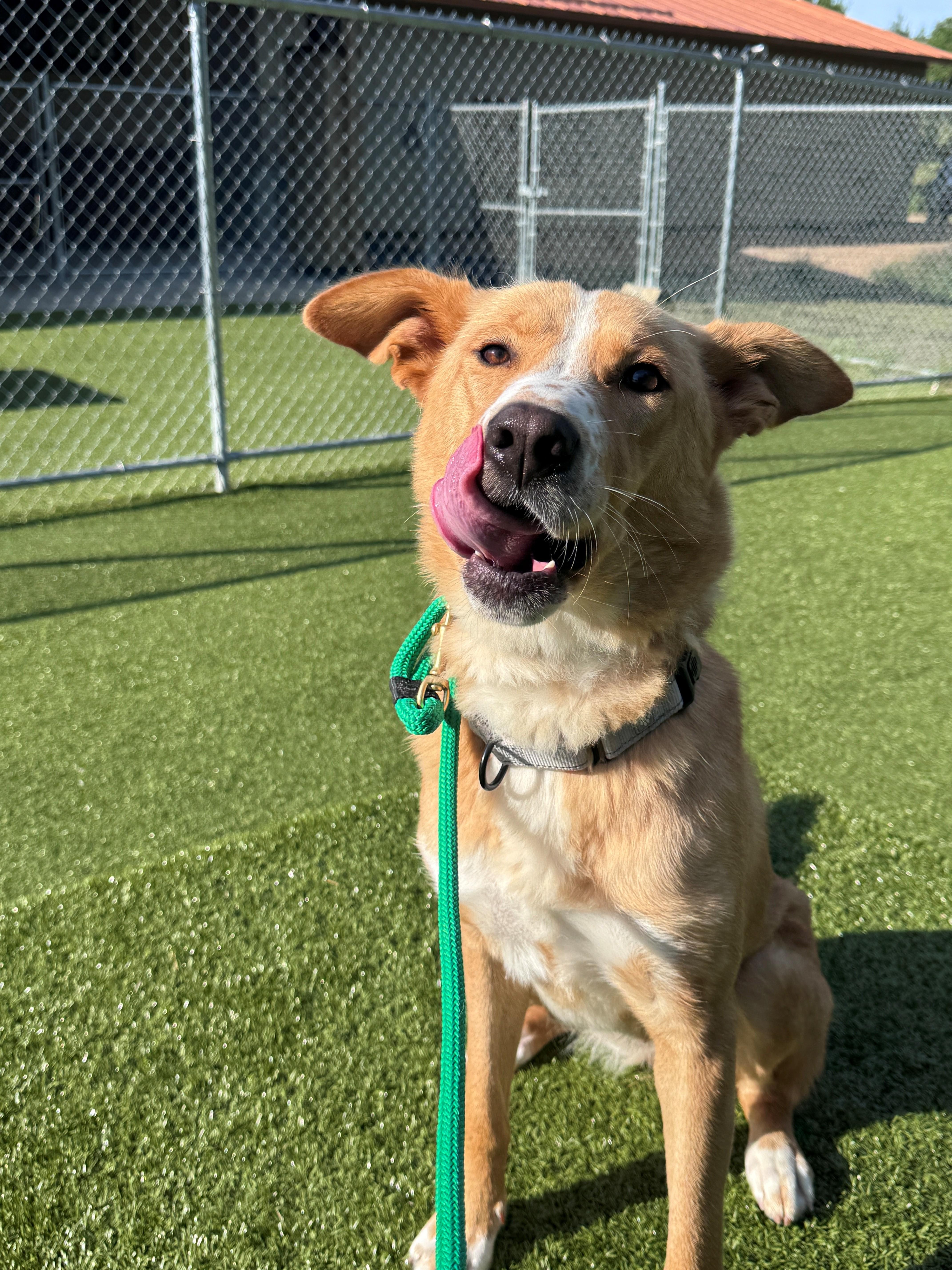Enlarge Jolene, a ADOPTABLE Mixed Breed in Hackensack, MN image 5/6