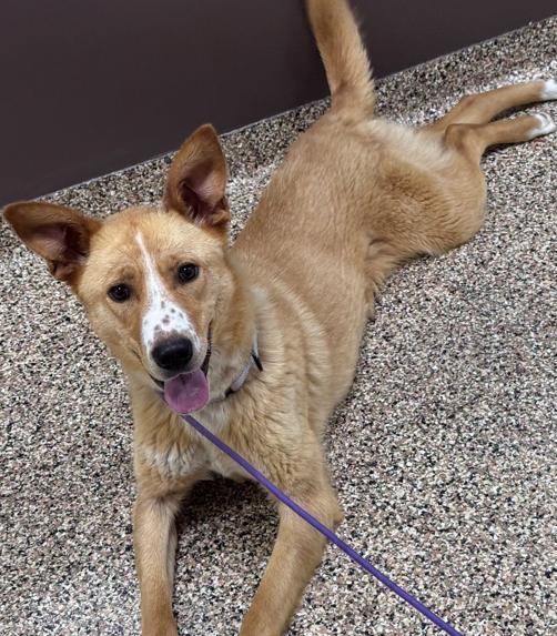 Jolene, a ADOPTABLE Mixed Breed in Hackensack, MN image 3/3