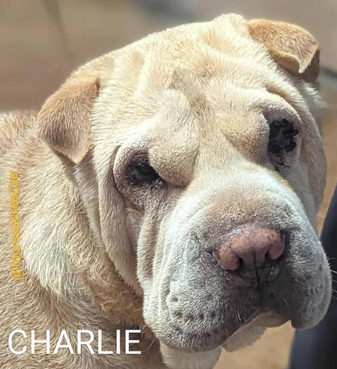 CHARLIE, adopted, Adult Male Shar-Pei.