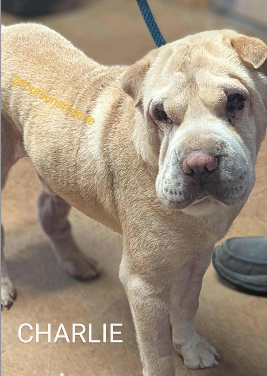 Enlarge CHARLIE, a Adoptable Shar-Pei in Cameron, NC image 2/2