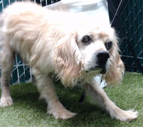 Enlarge SNOOPY, a Adoptable mixed breed in Downey, CA image 1/1
