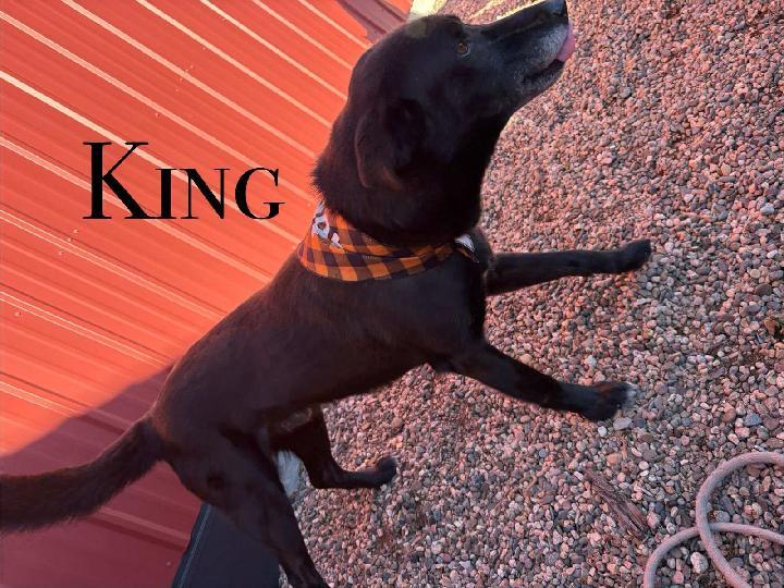 Enlarge King, a Adoptable mixed breed in Craig, CO image 1/2