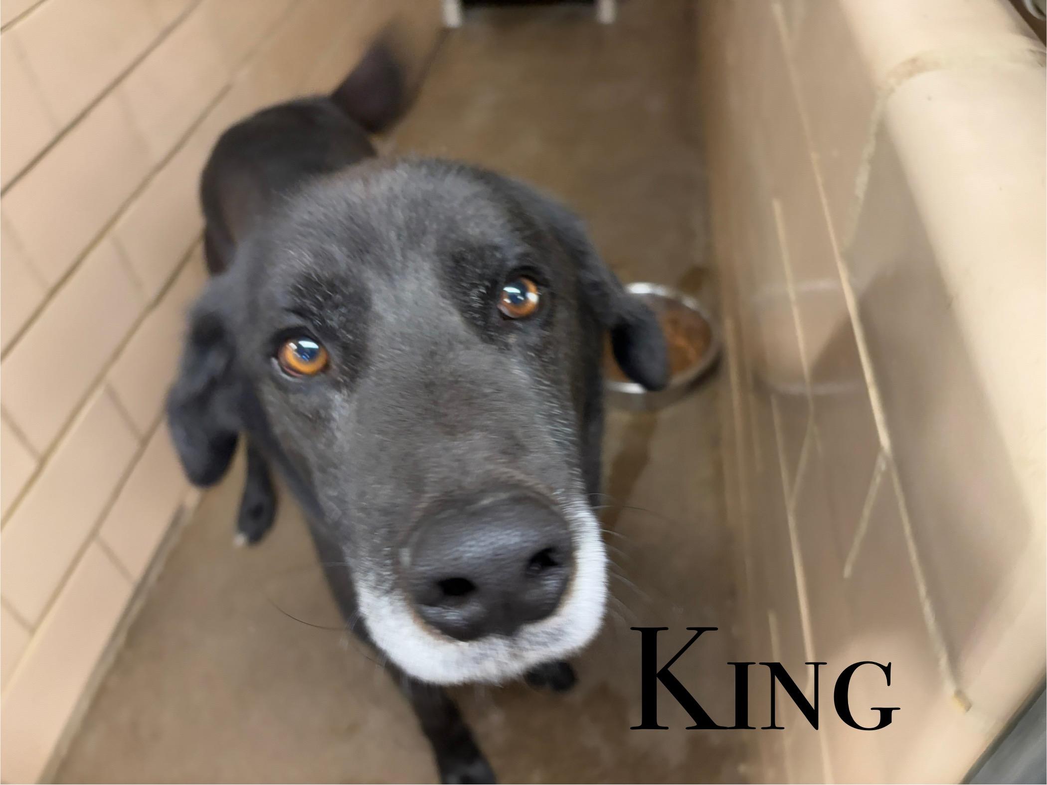 King, Adoptable, Adult Male Shepherd.