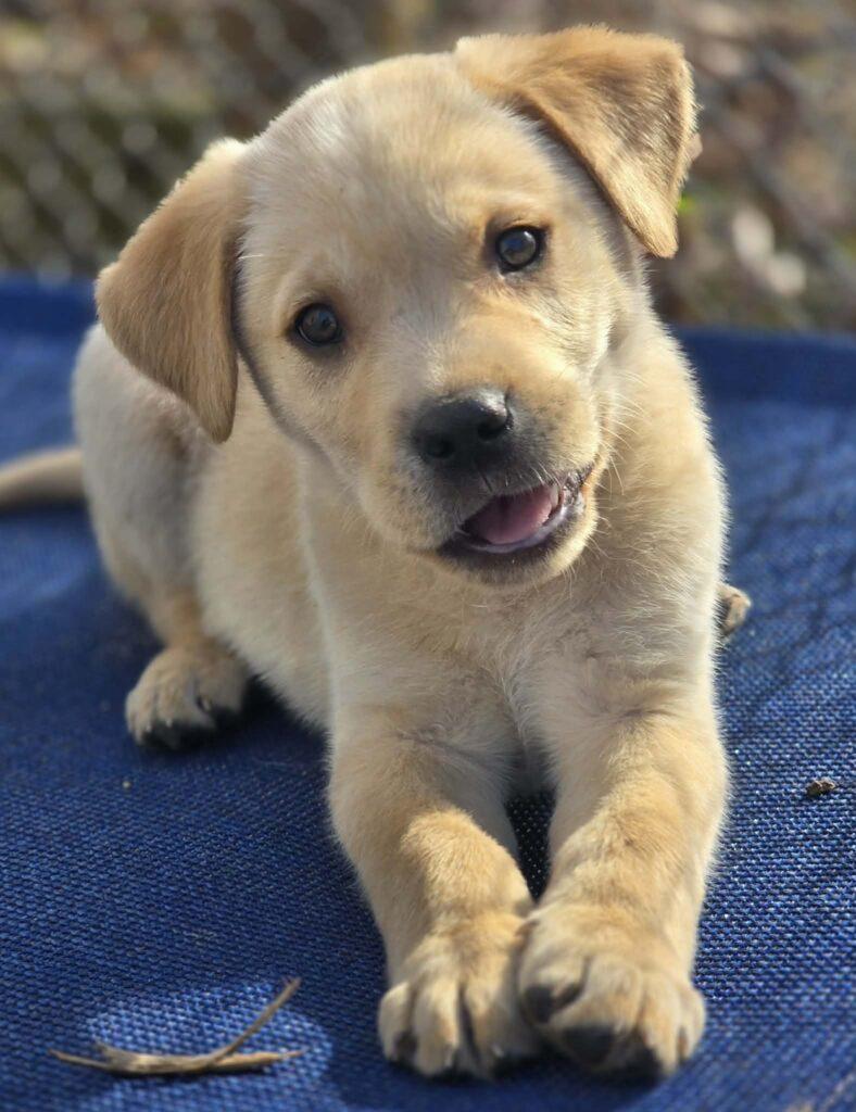 Milo, a ADOPTABLE mixed breed in Red Hook, NY image 5/5