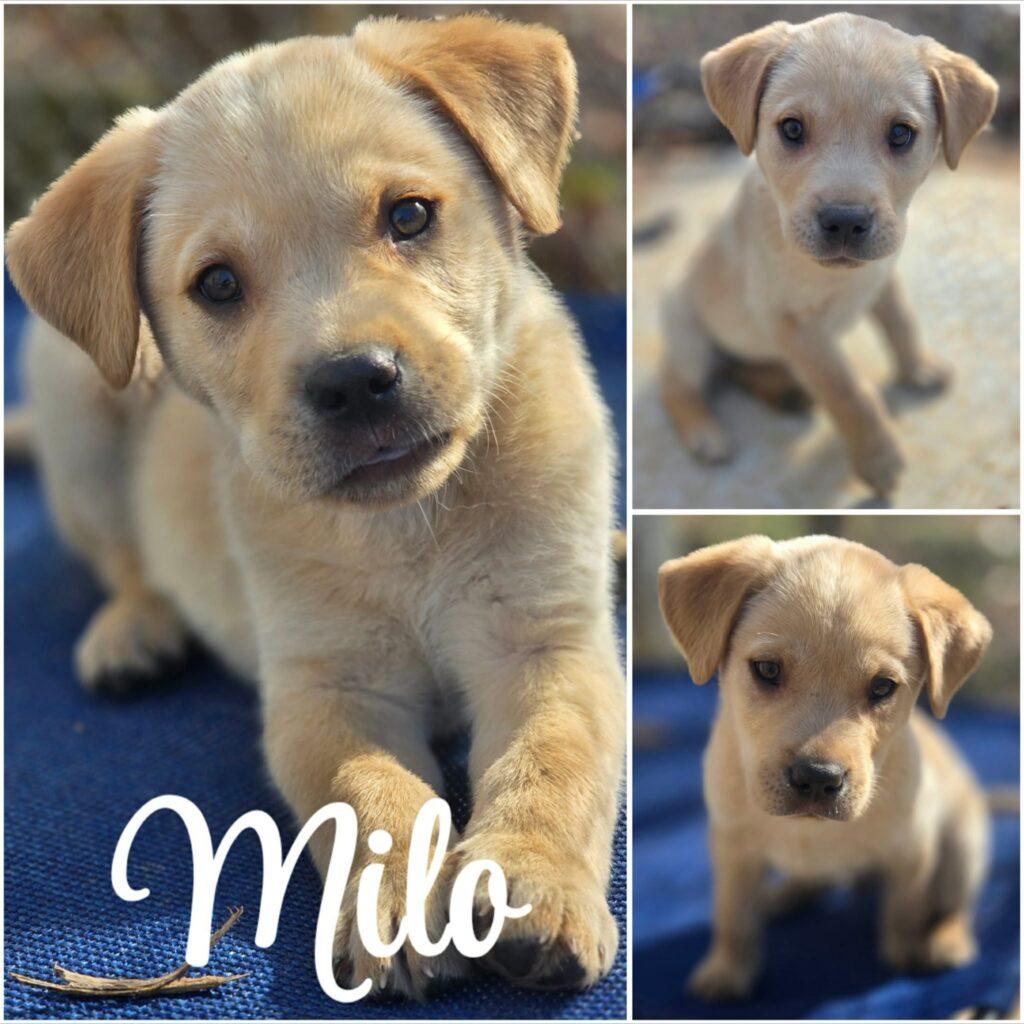 Milo, a ADOPTABLE mixed breed in Red Hook, NY image 1/5