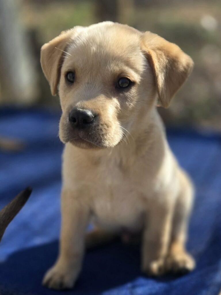 Milo, a ADOPTABLE mixed breed in Red Hook, NY image 2/5